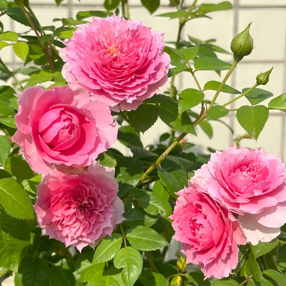Prima Vista Rose Plant｜初见 image 6