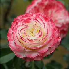 Chuzhuang Rose Plant|‌初妆 image 1