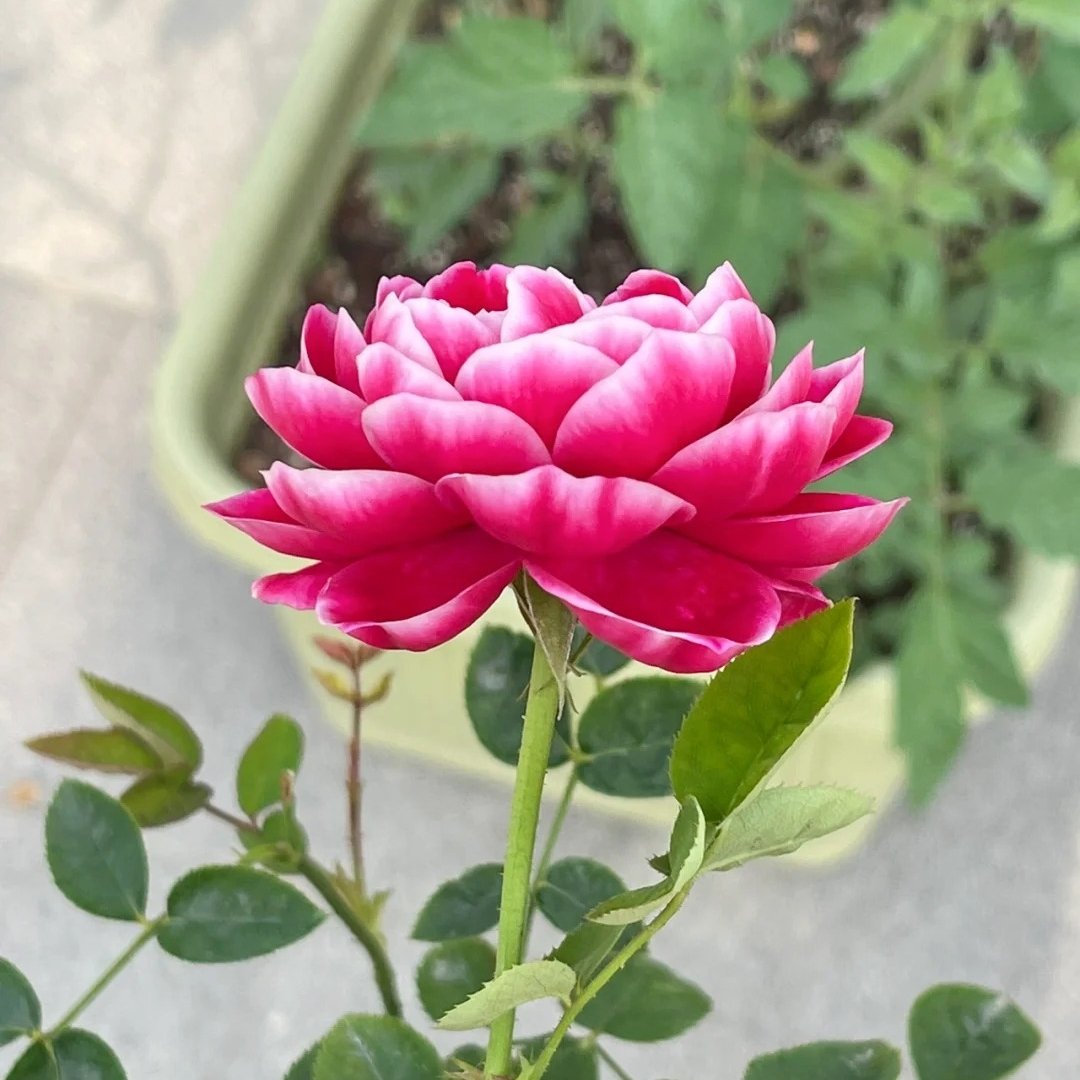 Marie Rose Plant｜玫瑰玛丽 image 5