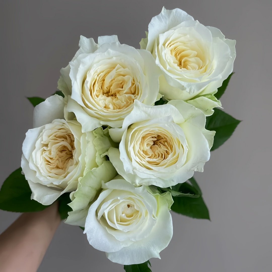 Nozari Rose Plant｜诺莎莉 image 6