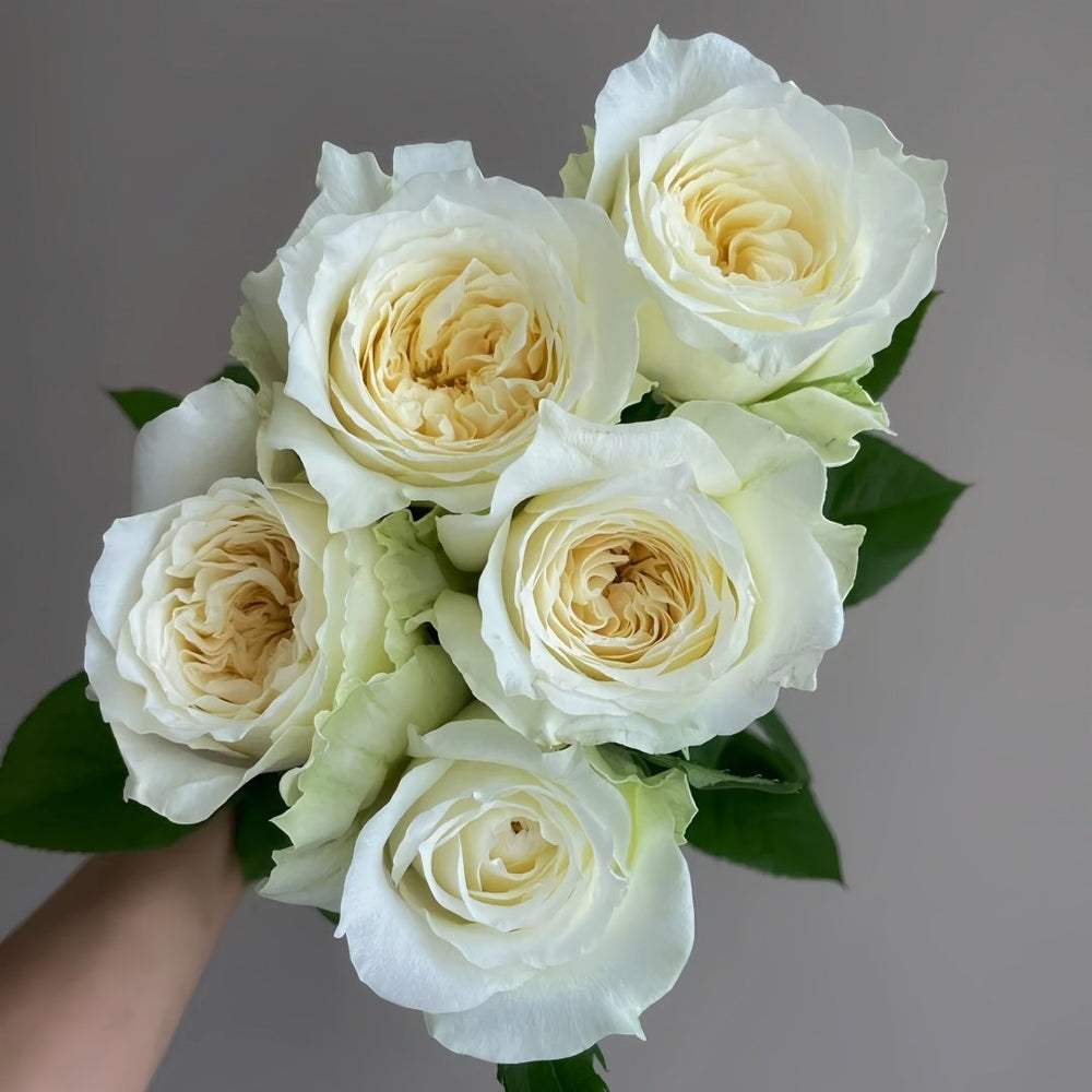 Nozari Rose Plant｜诺莎莉 image 6
