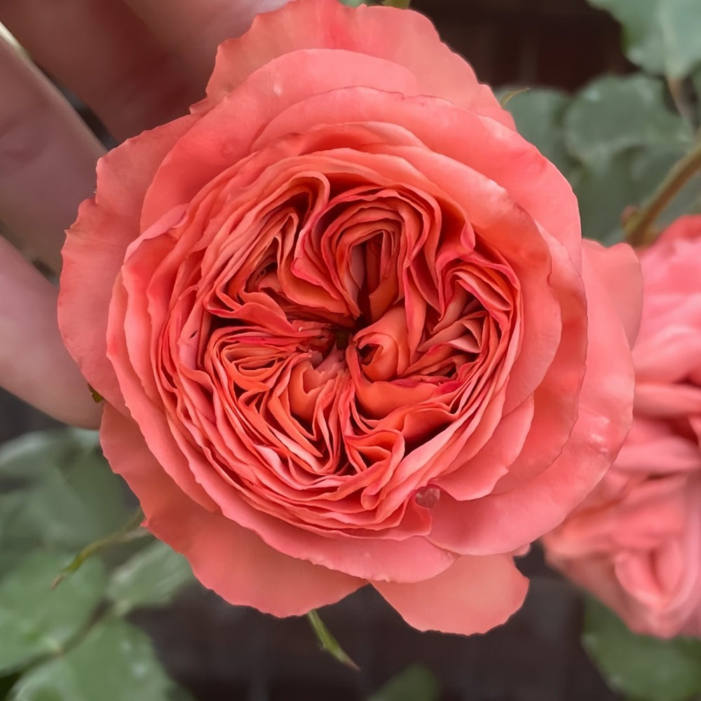 Bella Trendsetter Rose Plant｜潮流贝拉 image 3
