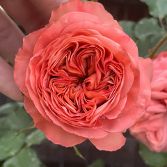 Bella Trendsetter Rose Plant｜潮流贝拉 image 3