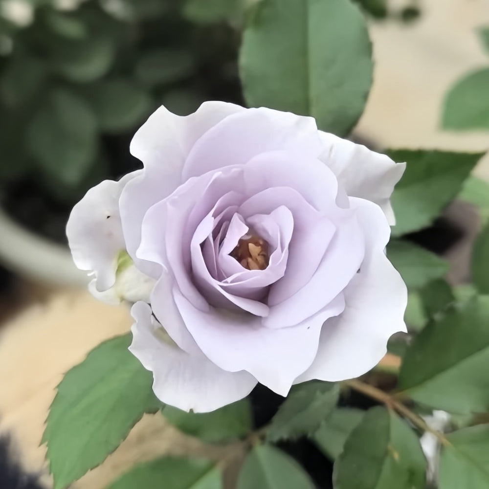 Turn Blue Rose Plant|转蓝 image 4