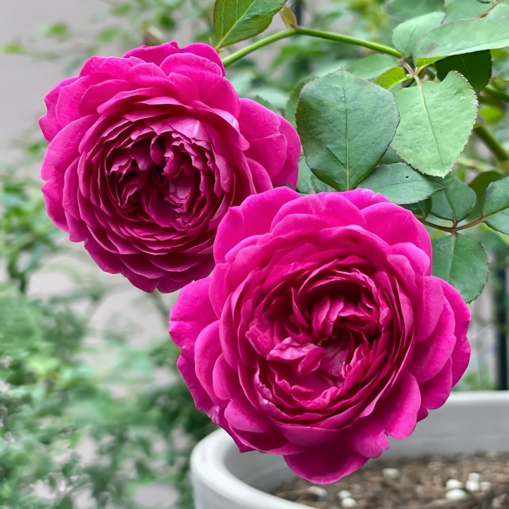 Cartonnage Rose Plant|法式布盒 image 4