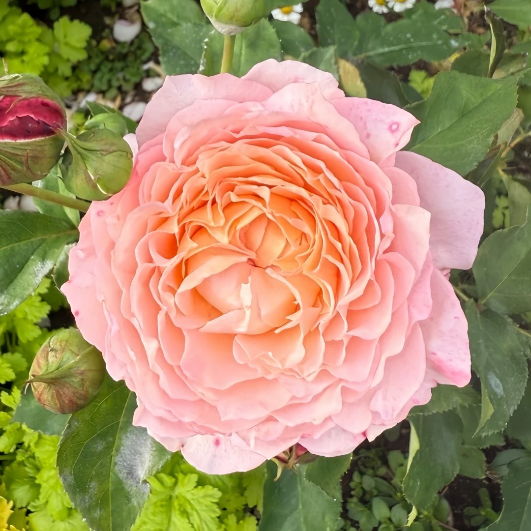 Julietta Rose Plant|朱莉叶塔 image 4