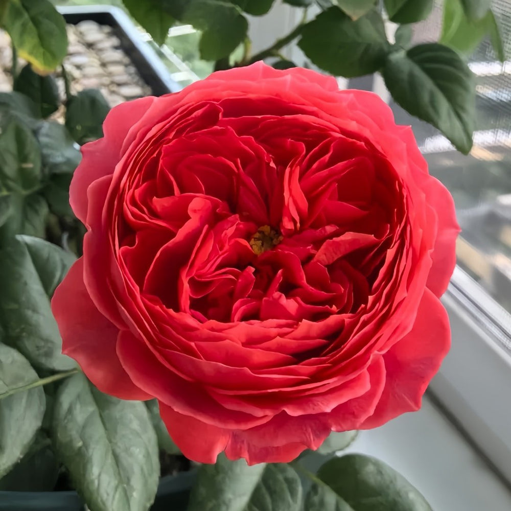 Cinnabar Bowl Rose Plant|朱砂碗 image 1