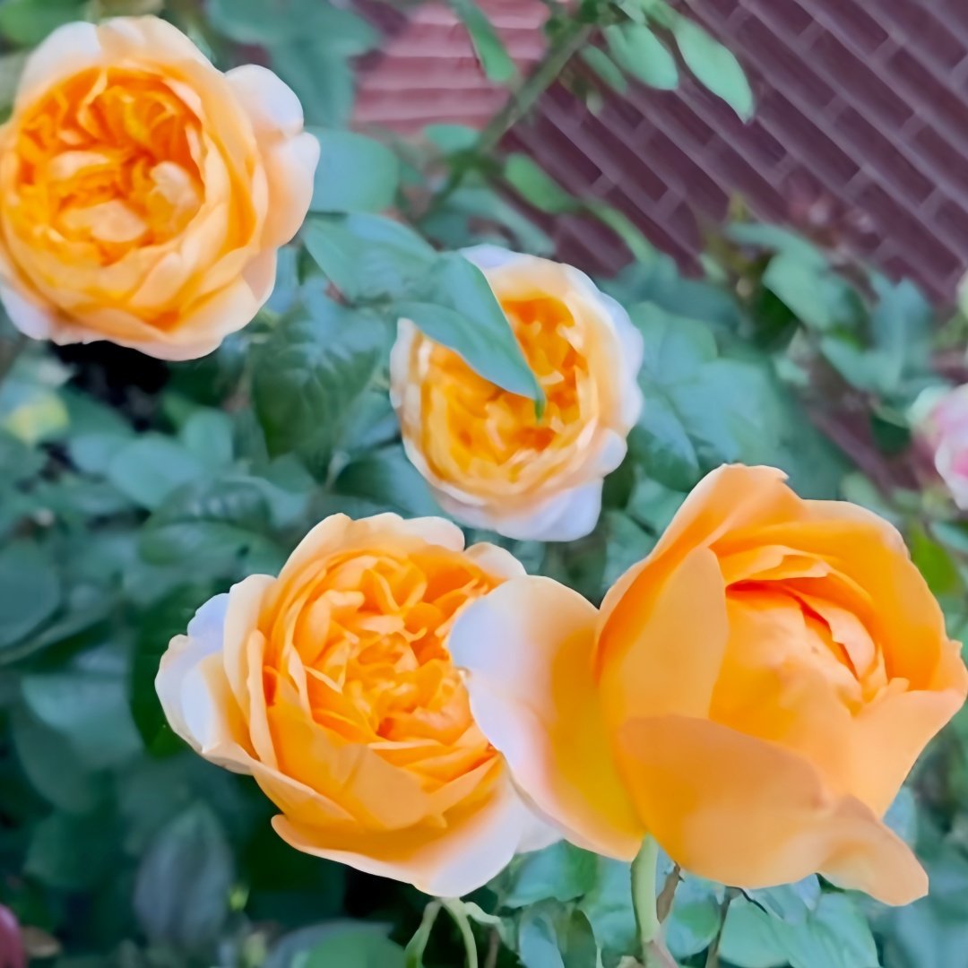 Bergamotte Rose Plant | 香柠檬 image 4