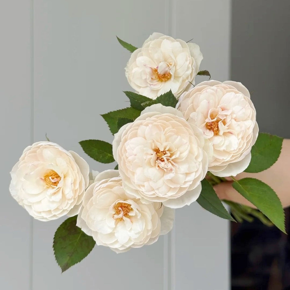 Lapin Rose Plant|小兔子 image 12