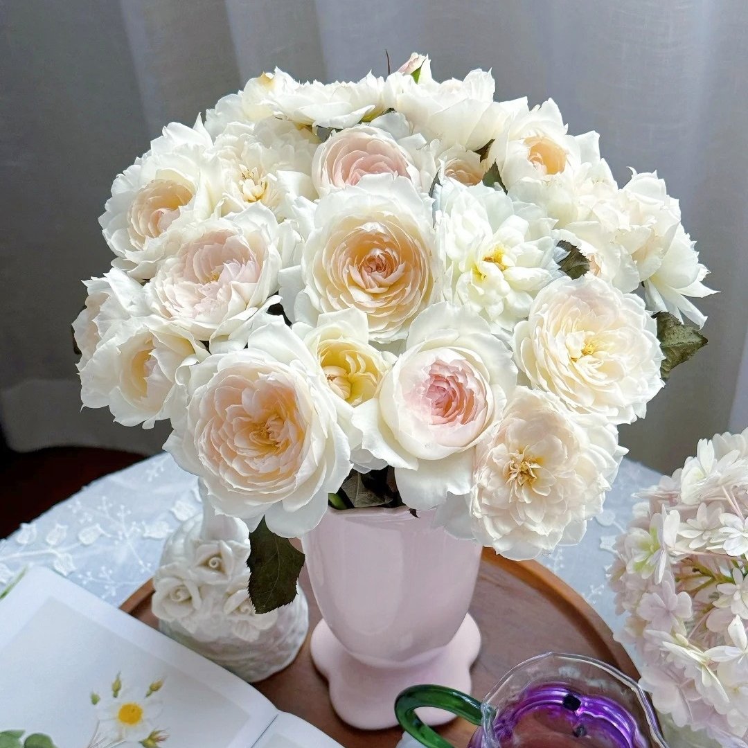 Lapin Rose Plant|小兔子 image 9