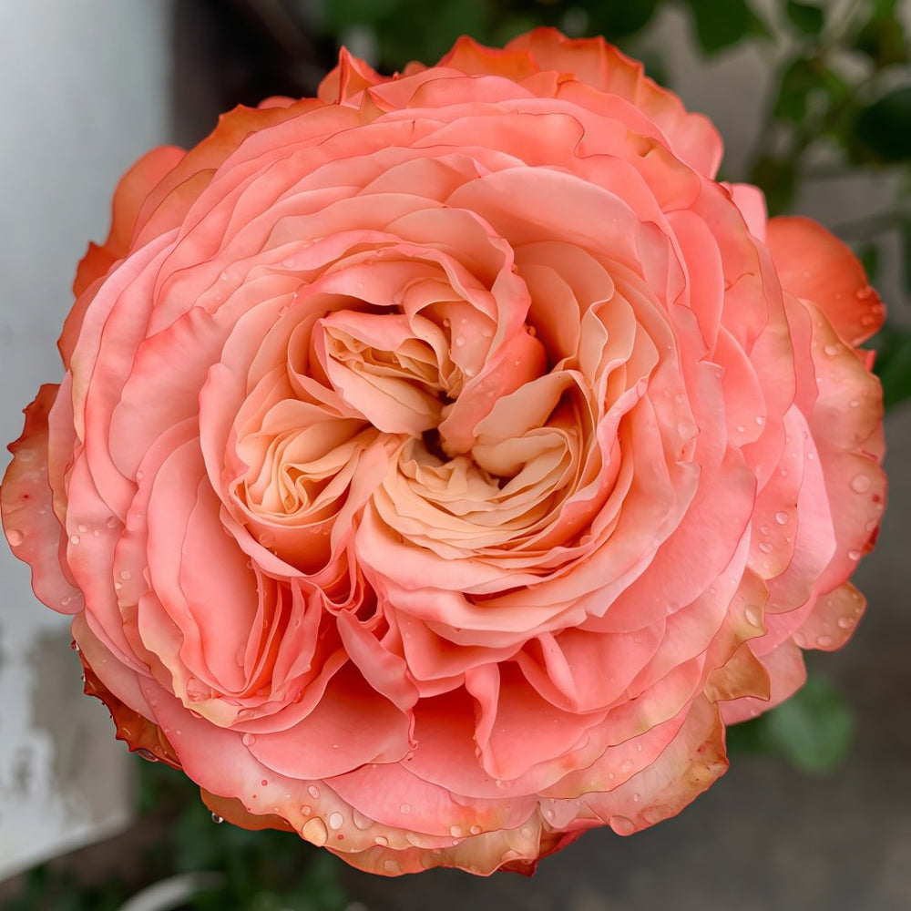 Kahala Rose Plant|卡哈拉 image 2