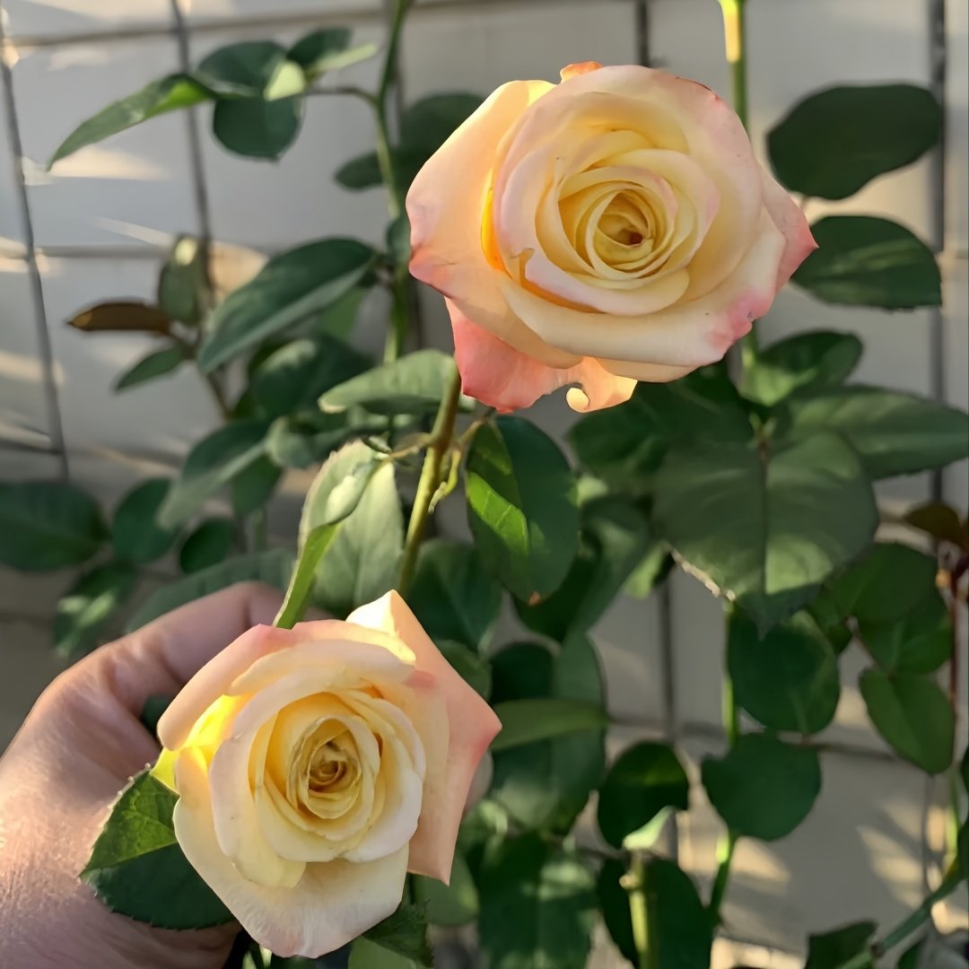 Florida Rose Plant｜佛罗里达 image 7