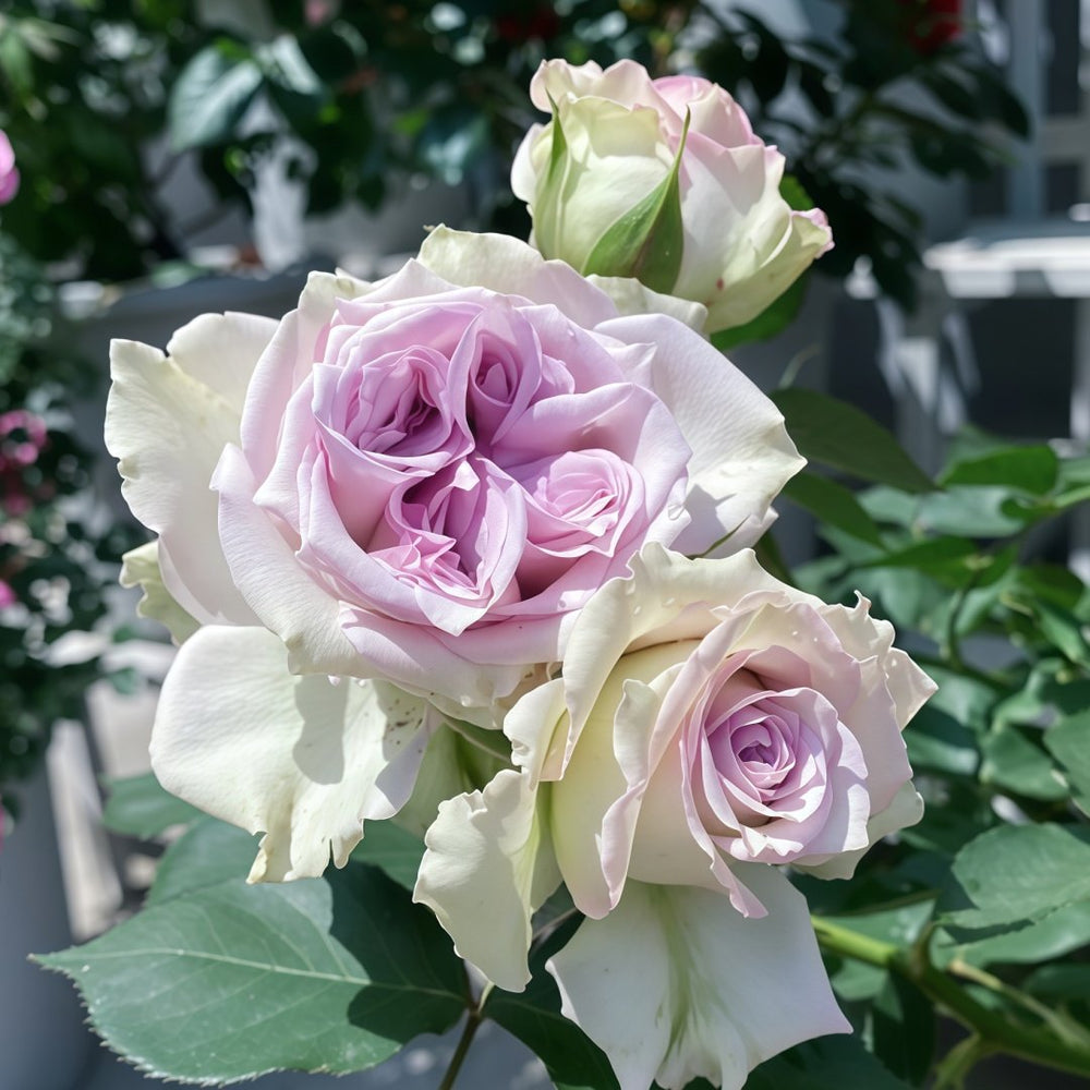 Silver Rain Rose Plant|银雨 image 8