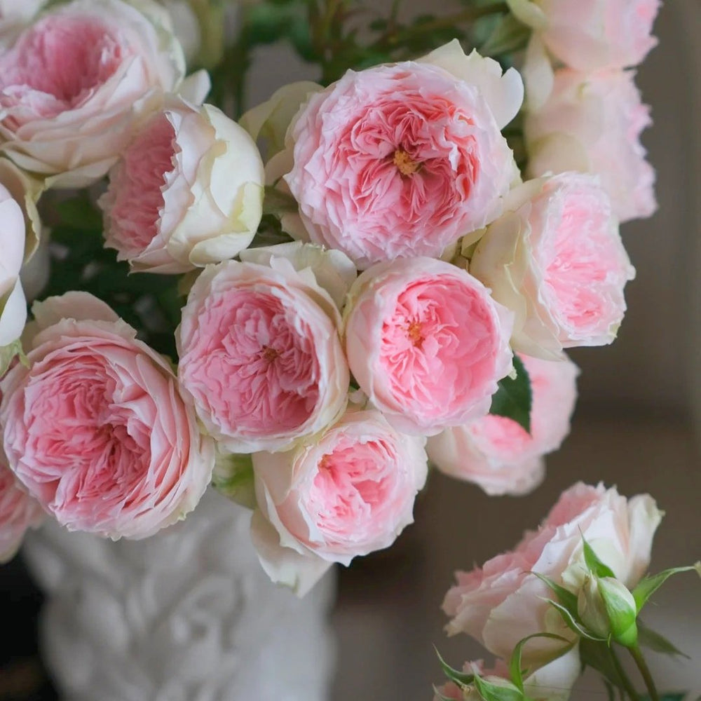 Pompom Verand Rose Plant｜门廊绒球 image 8