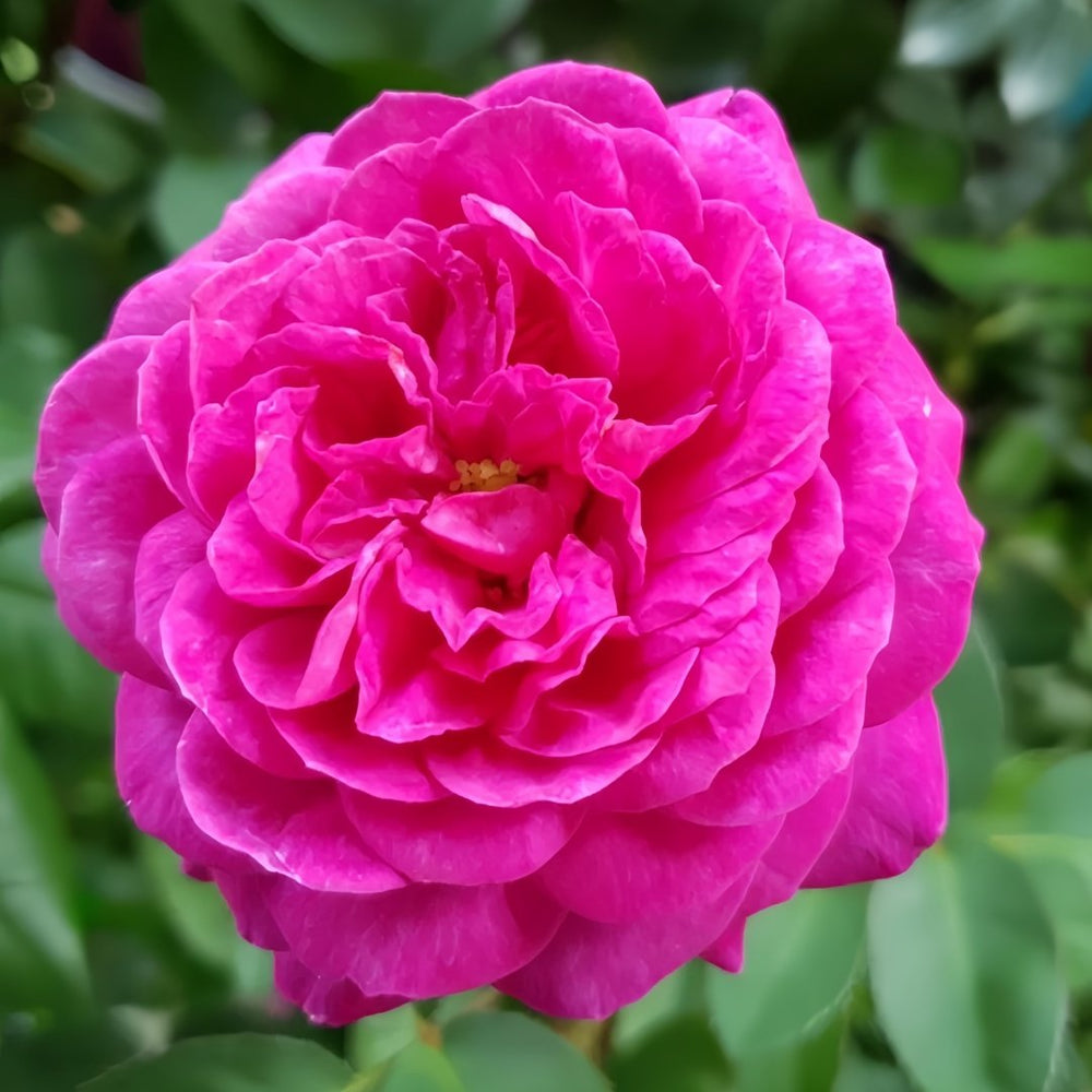 Heidi Klum Rose Plant｜海蒂克鲁姆 image 3