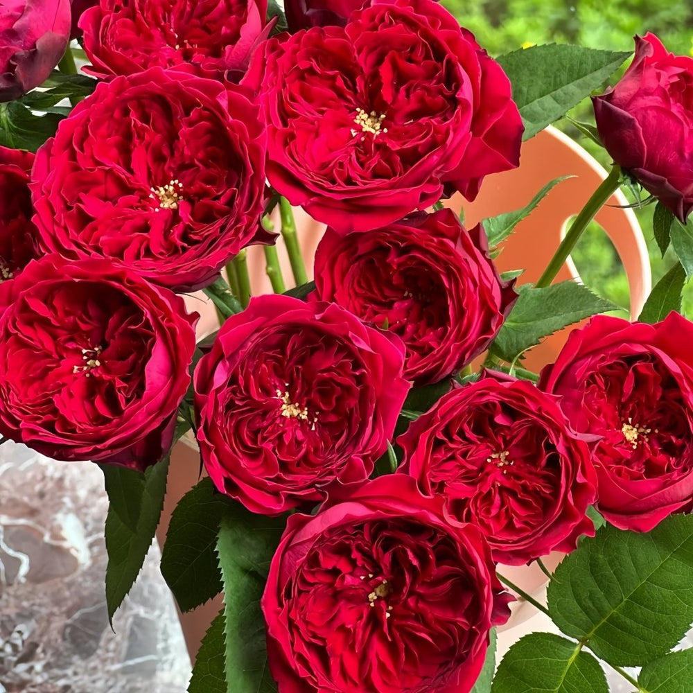 Tess Rose Plant | 苔丝 image 5