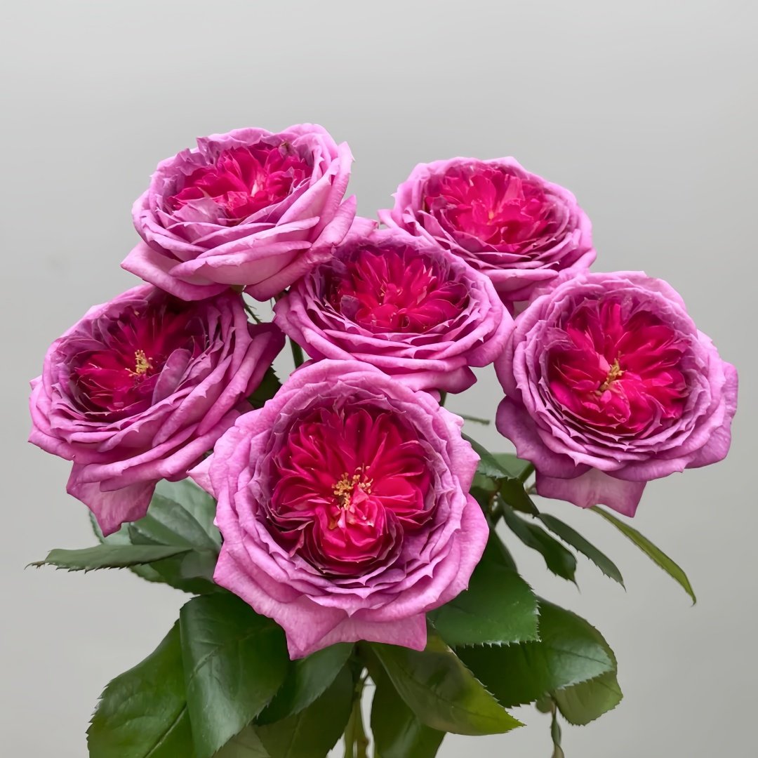 Thierry Marx Rose Plant｜蓝莓蛋糕 image 4
