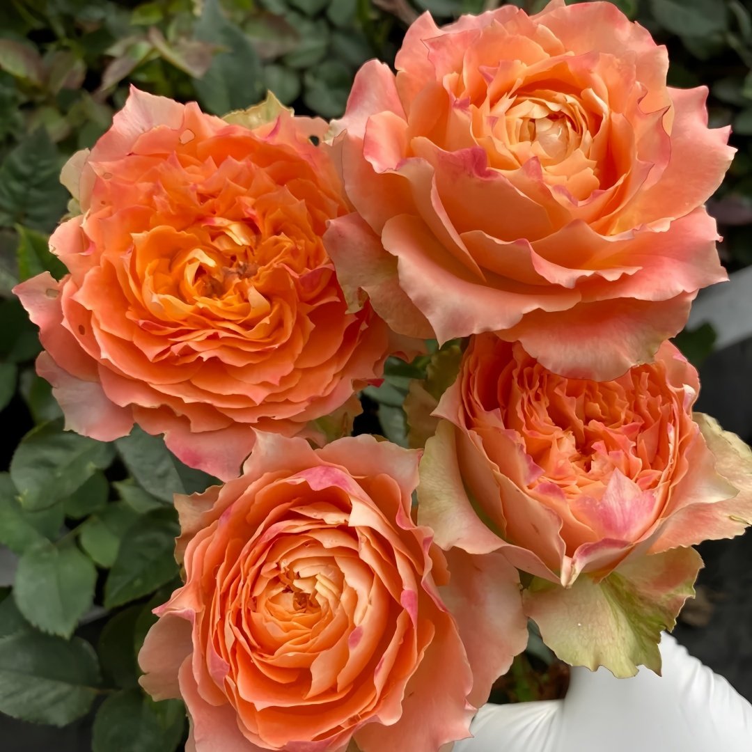 Country Spirit Louise Rose Plant｜乡村路易斯 image 5