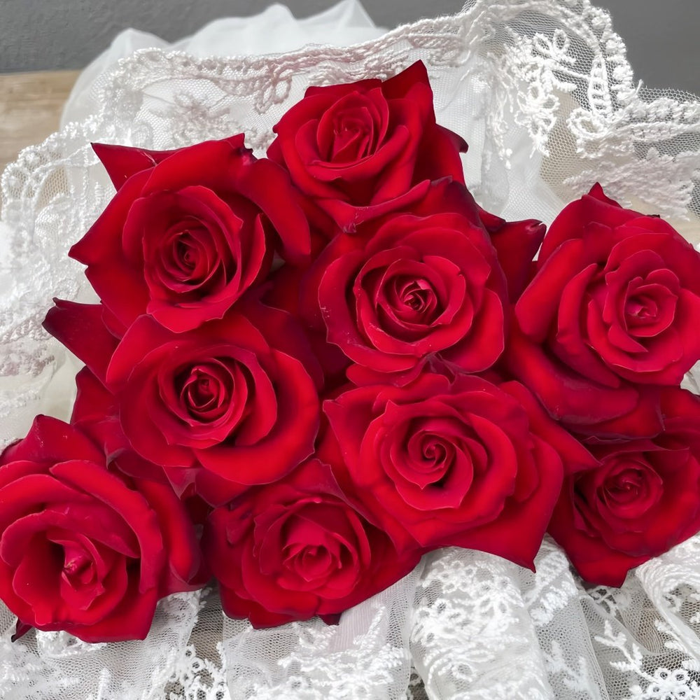 Carola Rose Plant｜卡罗拉 image 3