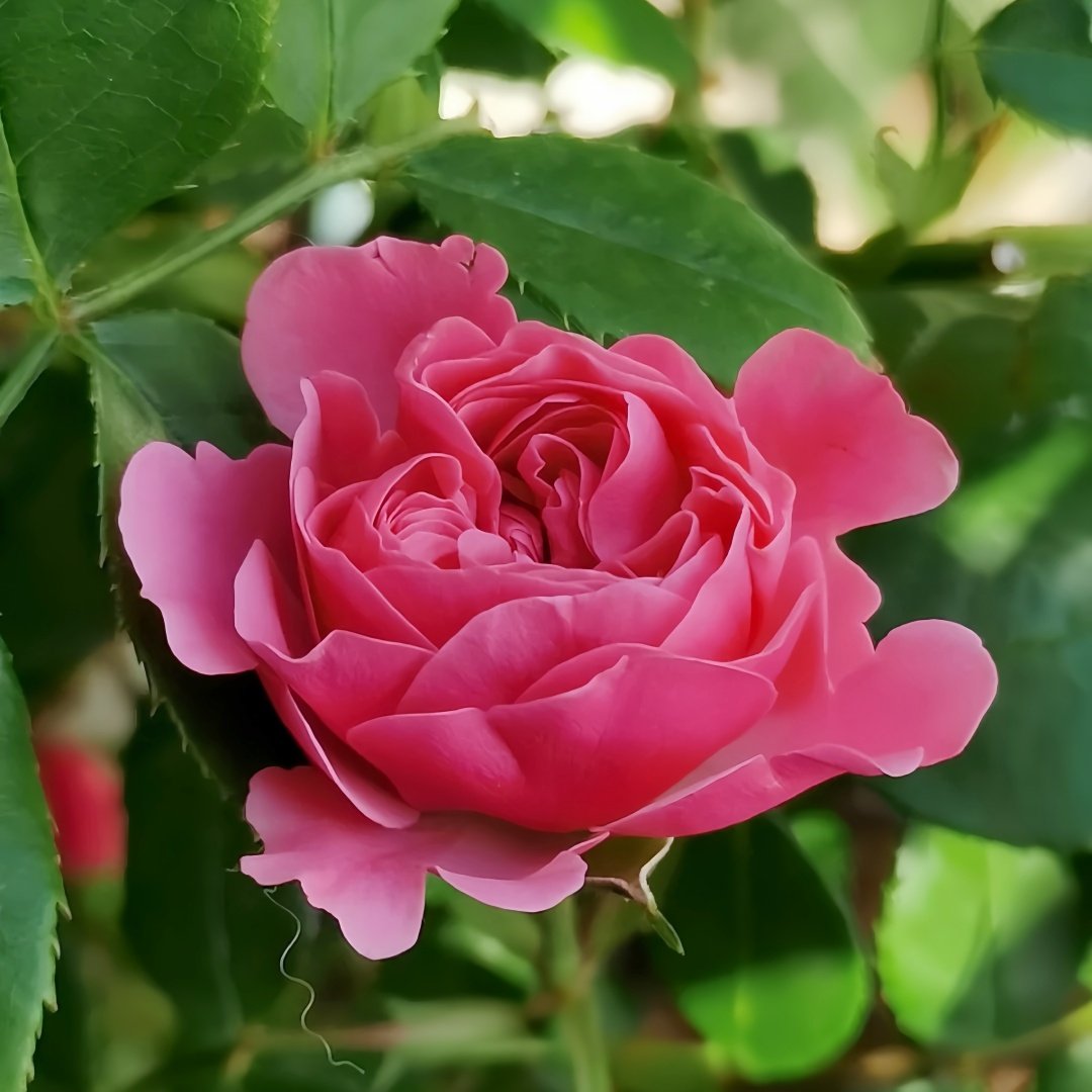 Magic Rokoko Rose Plant｜魔术洛可可 image 3