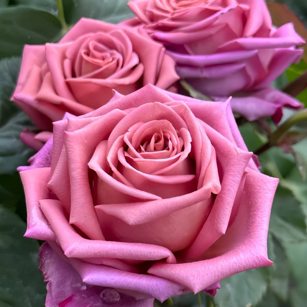 Barista Rose Plant｜咖啡师 image 5