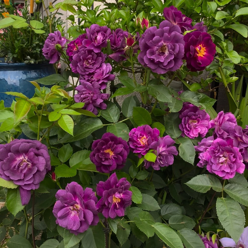 Midnight Blue Rose Plant|午夜深蓝 image 8