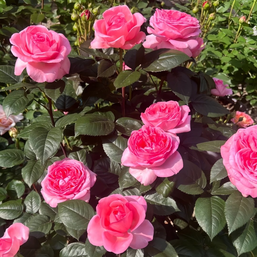 Fragonard Rose Plant | 花宫娜 image 8
