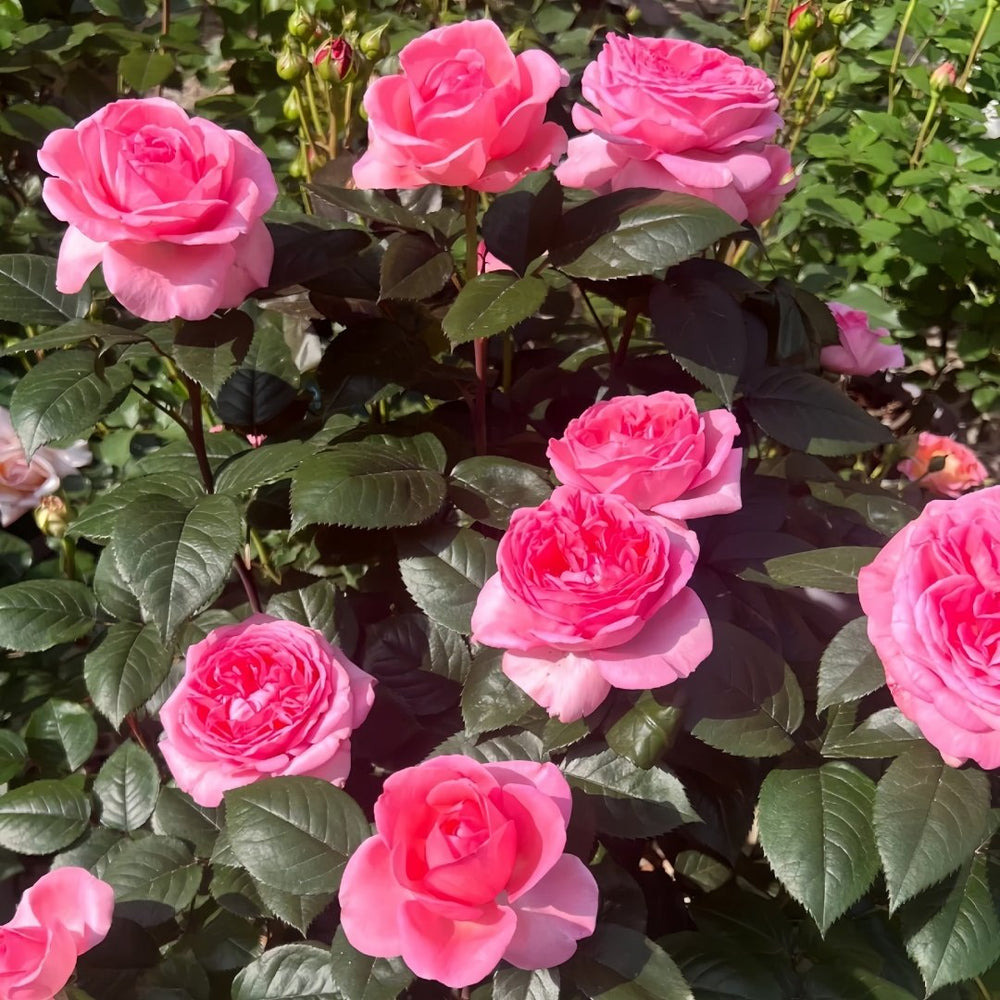 Fragonard Rose Plant | 花宫娜 image 8