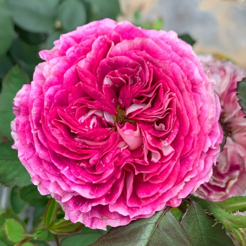 Dory Rose Plant|多莉 image 0