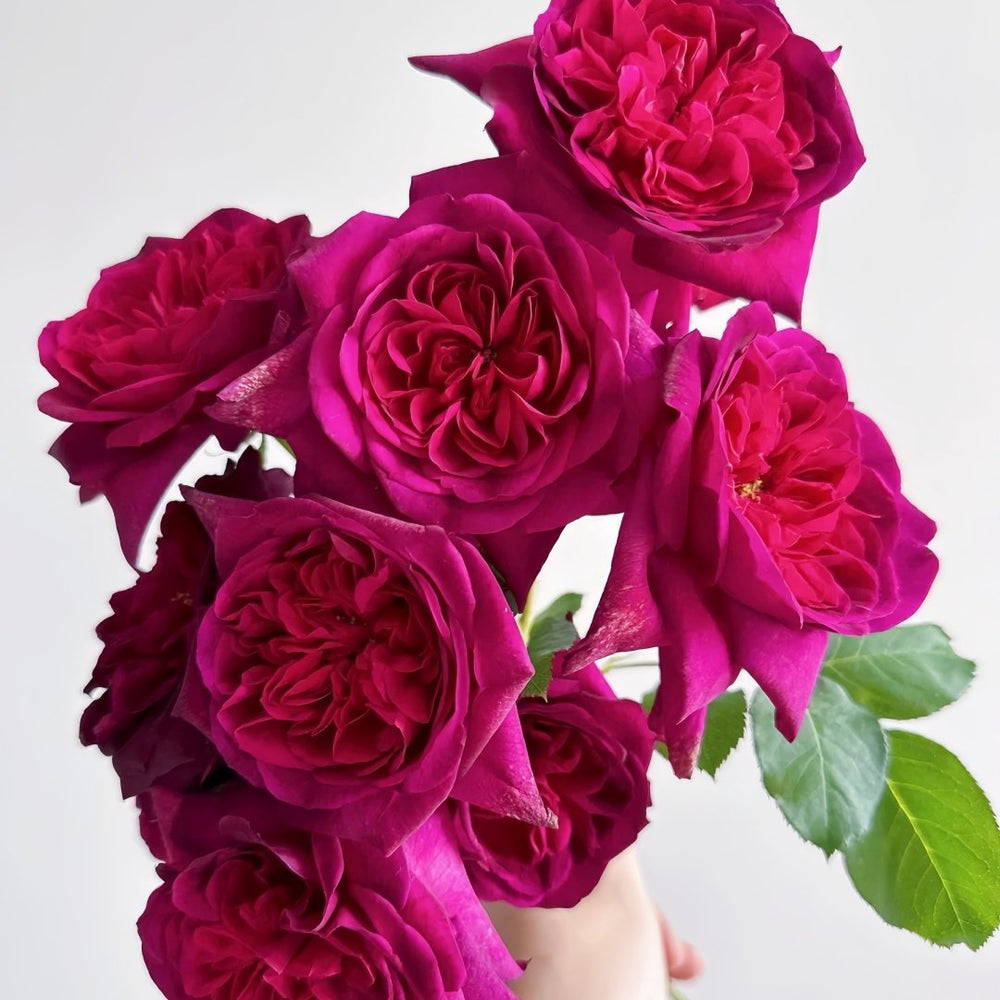 Munstead Wood Rose Plant｜曼斯特德伍德 image 8