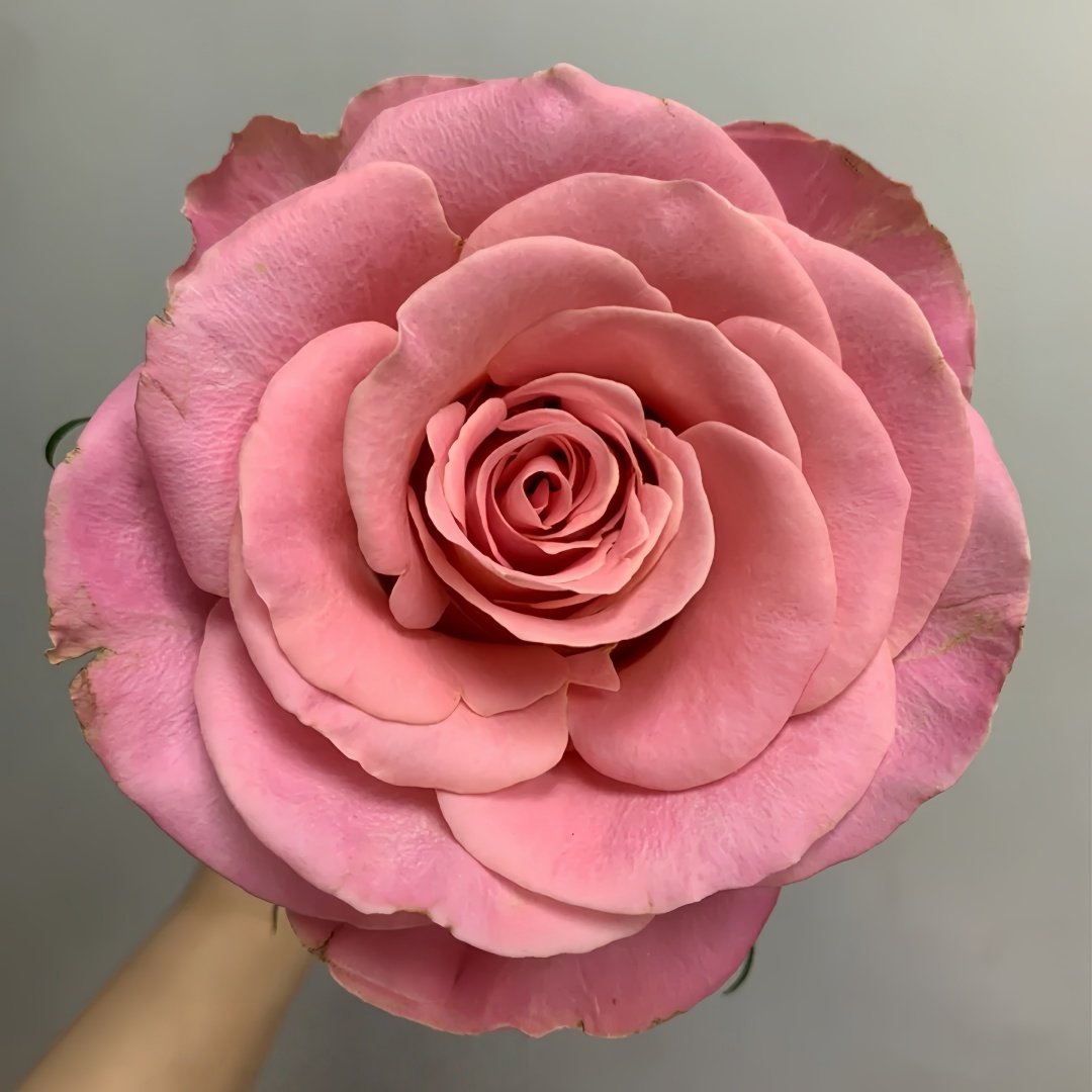 Hemosa Rose Plant ｜赫莫萨 image 1