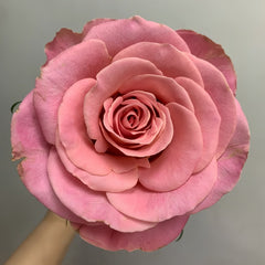 Hemosa Rose Plant ｜赫莫萨 image 1