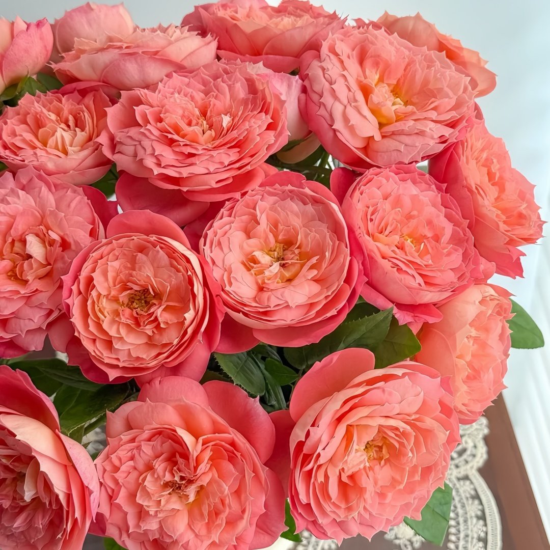 Queen of Hearts Rose Plant｜红桃女王 image 8