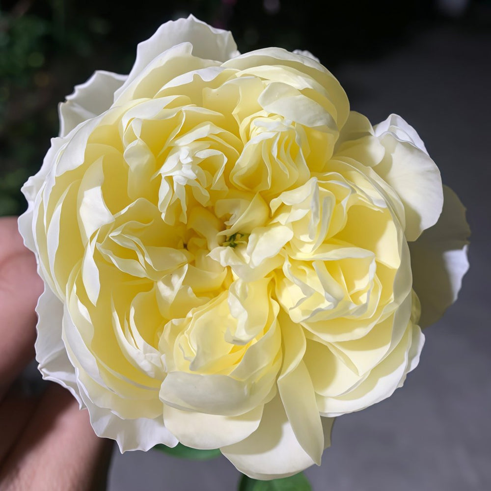 Misty Moonlight Rose Plant｜朦胧月色 image 2