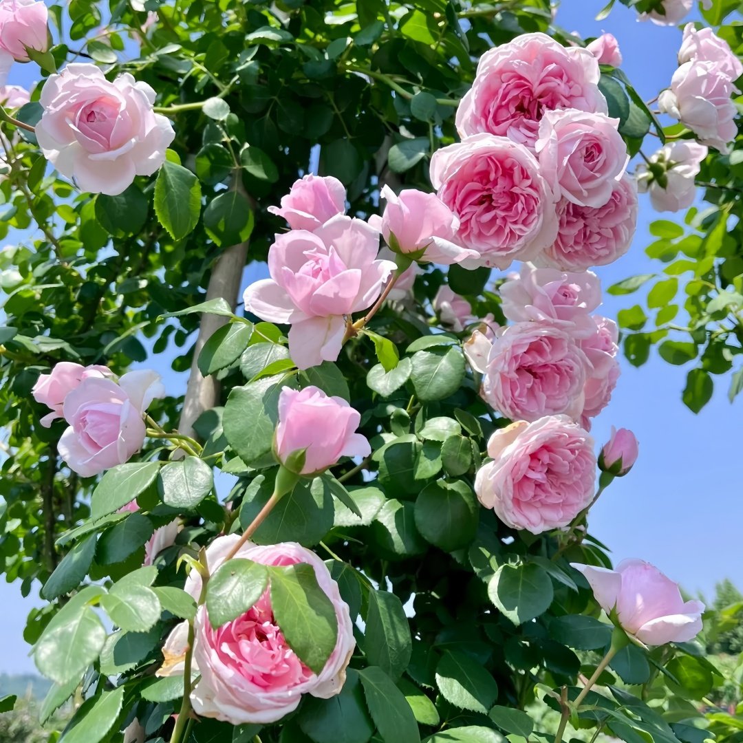 Cinderella Rose Plant|灰姑娘 image 7