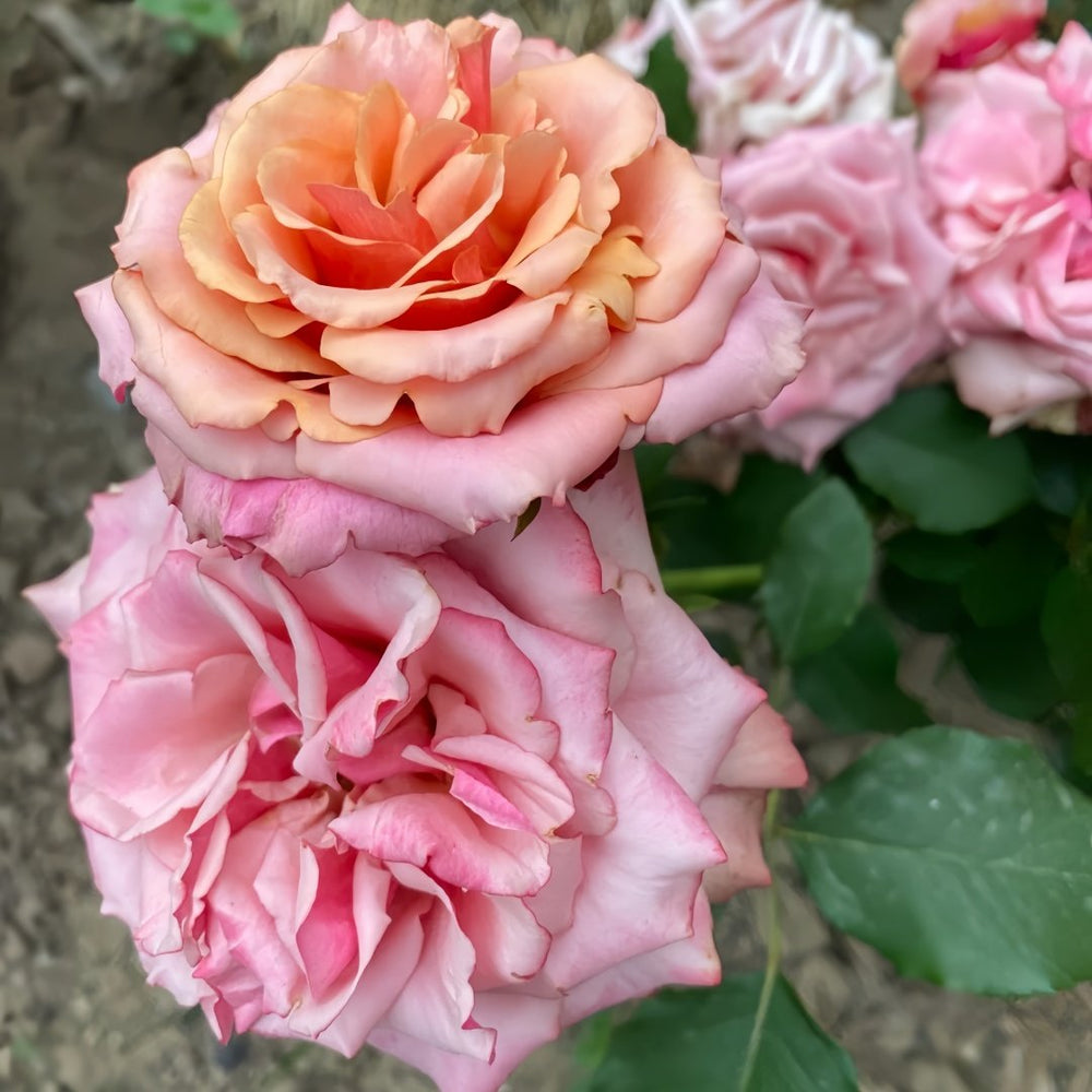 Cold Brew Rose Plant｜冷酿 image 4