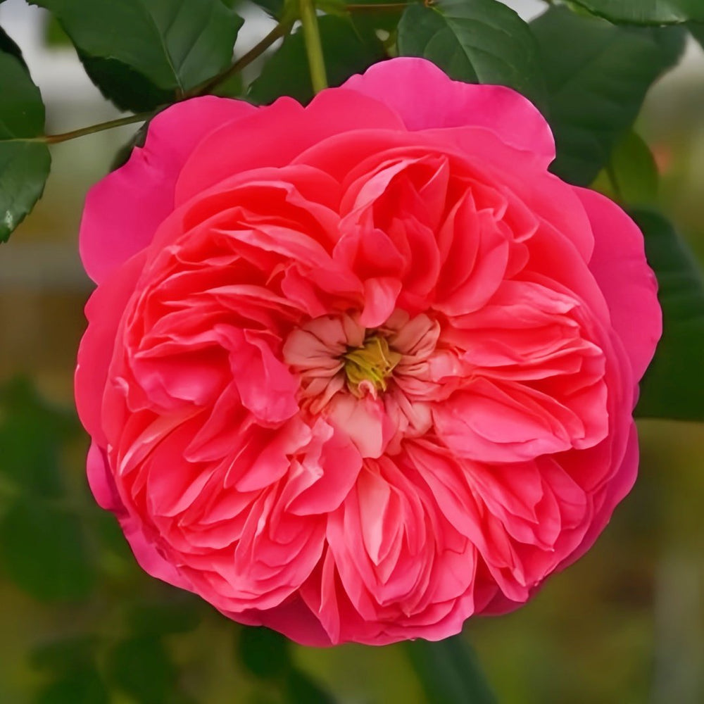 LionHeart Rose Plant|狮子心 image 0