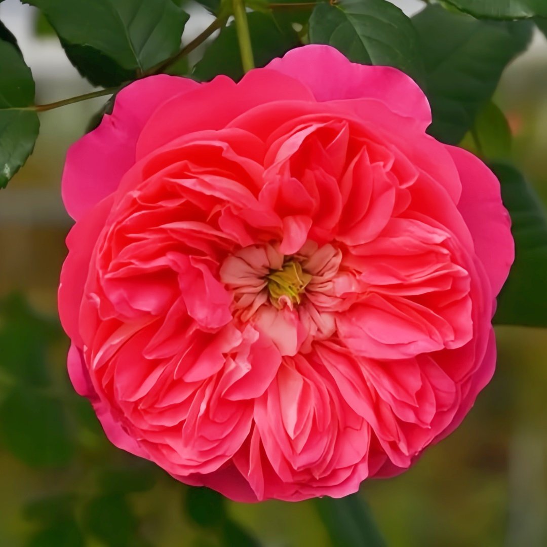 LionHeart Rose Plant|狮子心 image 0