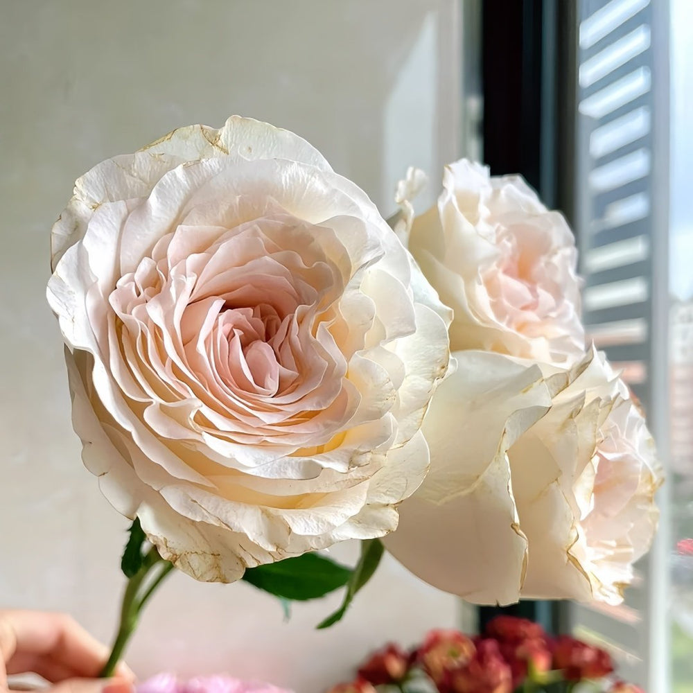 Hazel Rose Plant|赫兹 image 2