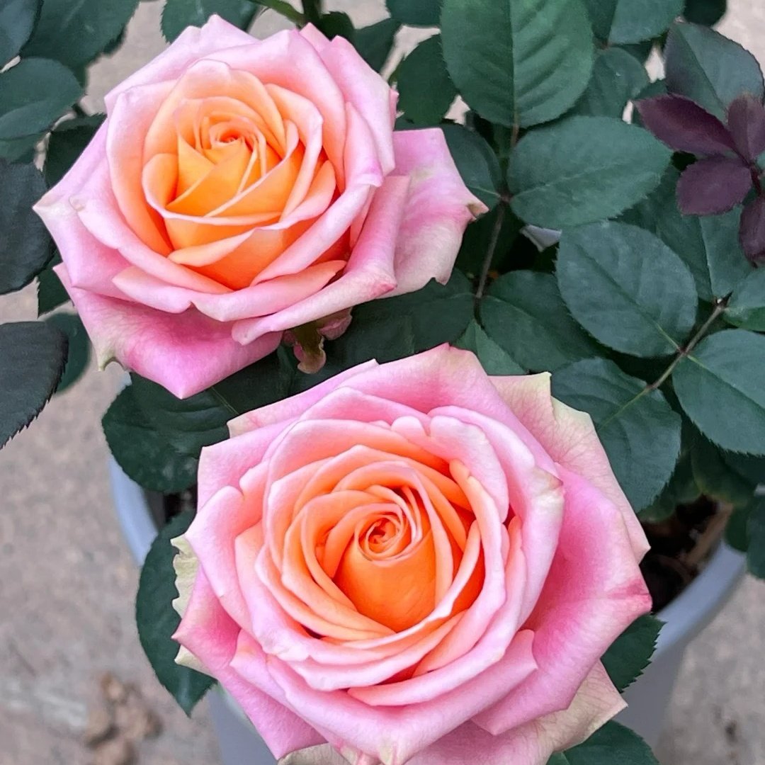 Love Pearl Rose Plant | 爱之珠 image 6