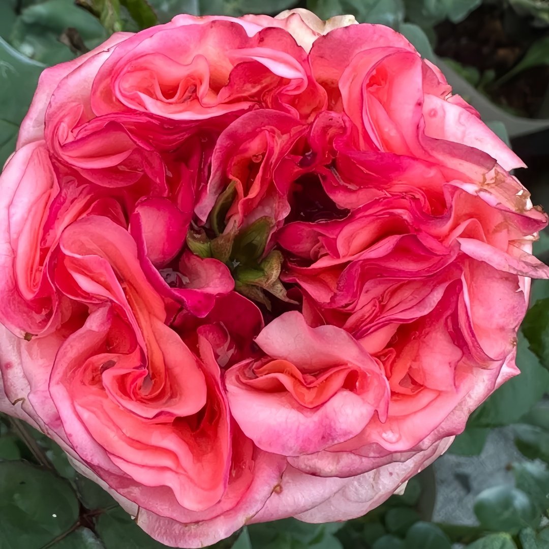 New Design Rose Plant|新设计 image 0