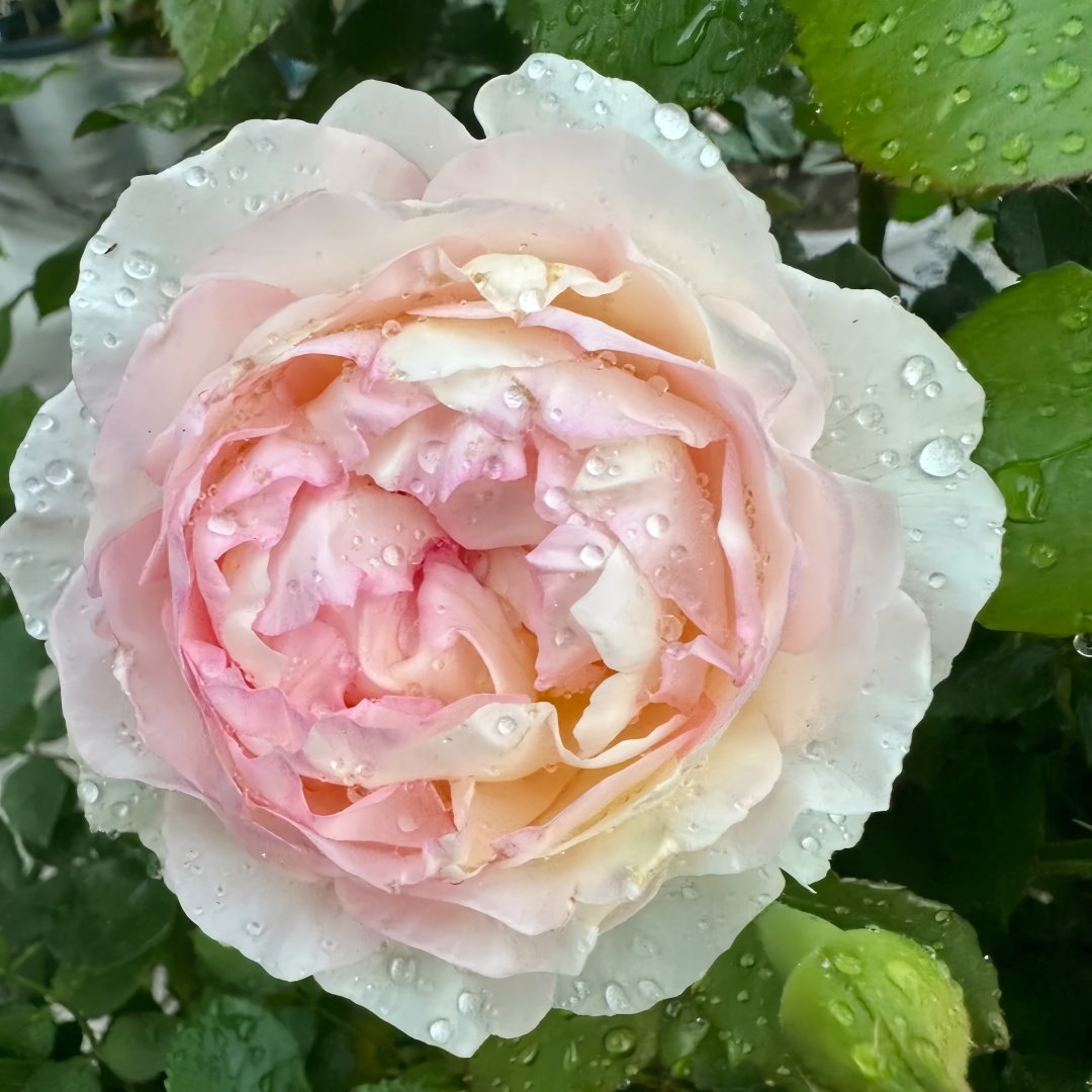 Returning to Spring Rose Plant|回春 image 1