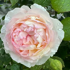 Returning to Spring Rose Plant|回春 image 1