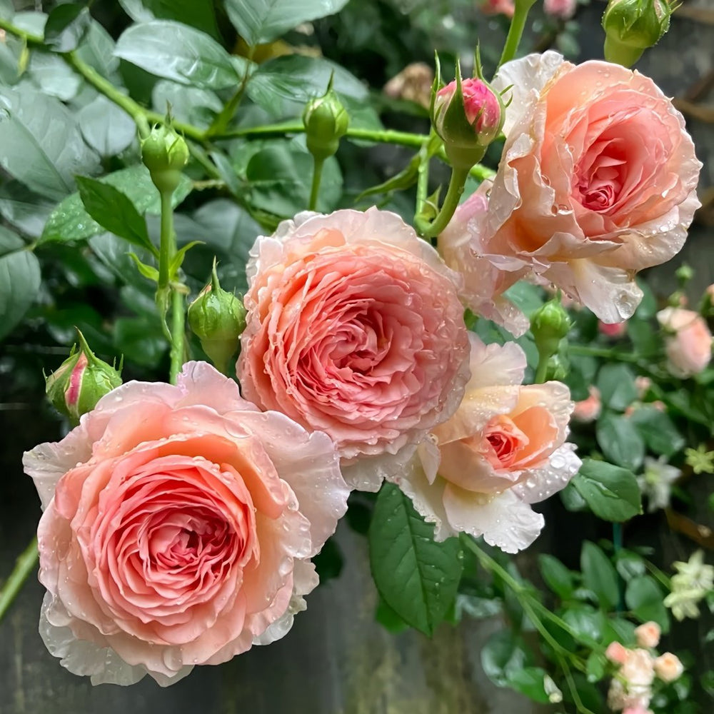 James Galway Rose Plant｜詹姆斯高威 image 8