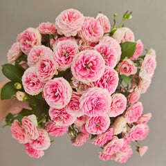 Rouge Rose Plant｜胭脂扣 image 0