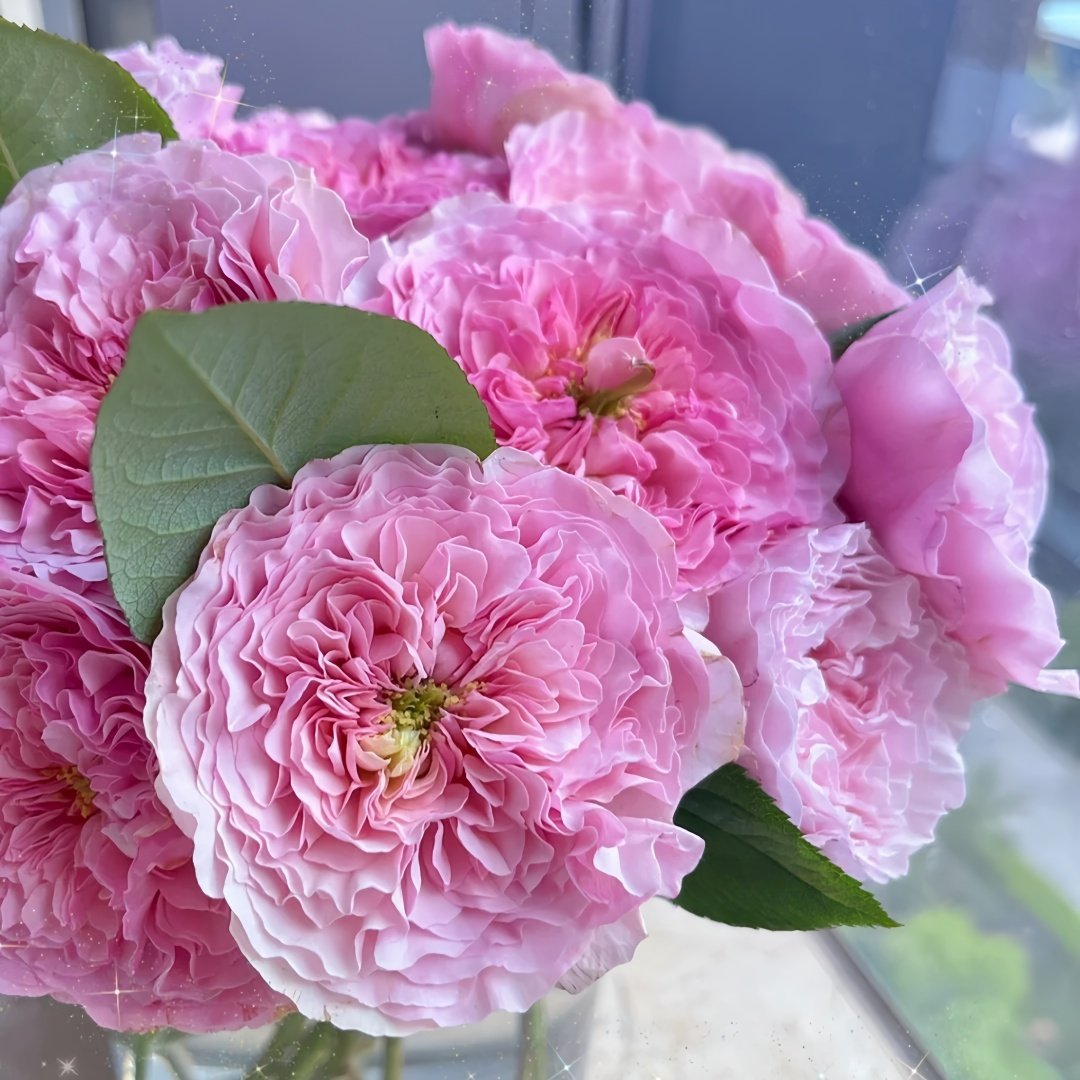 Rosalind Rose Plant｜罗莎琳达 image 9