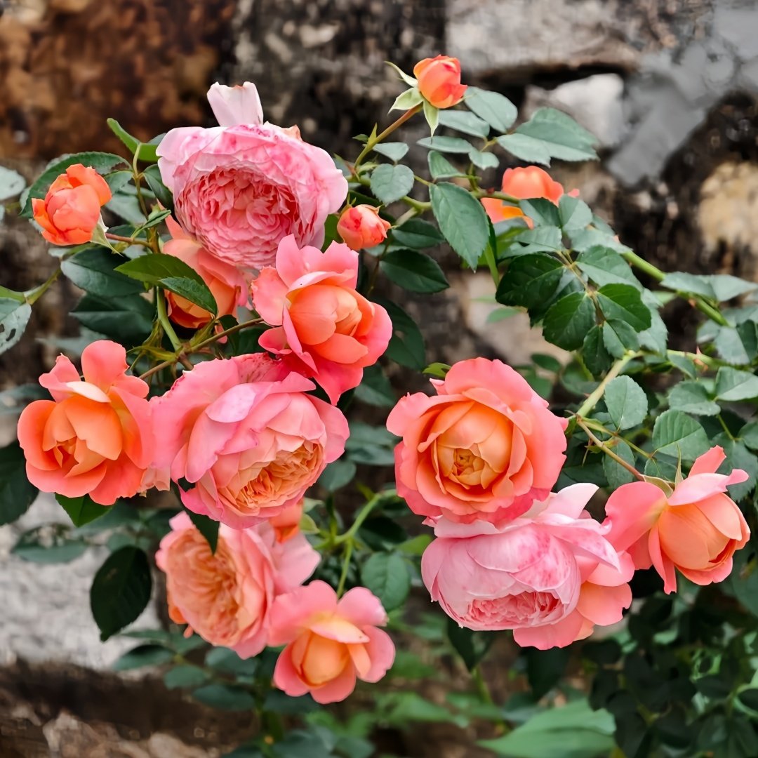 Juzi Rose Plant｜橘子 image 8