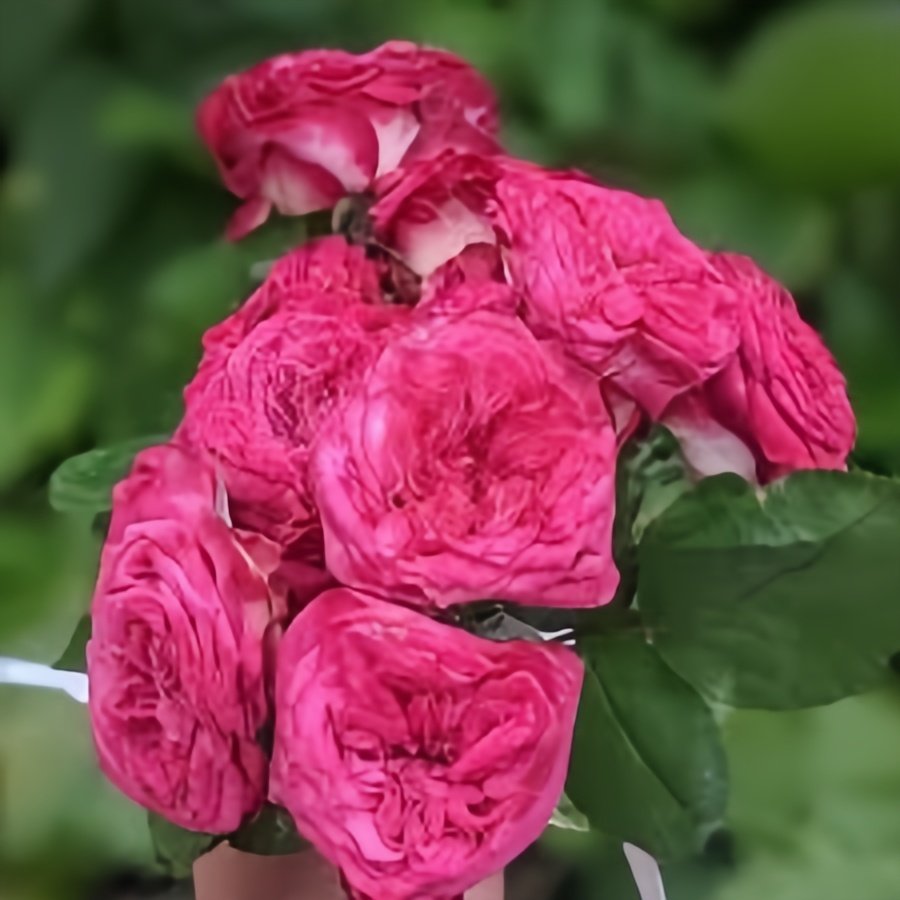 Sheffield Park Rose Plant|谢菲尔德公园 image 4
