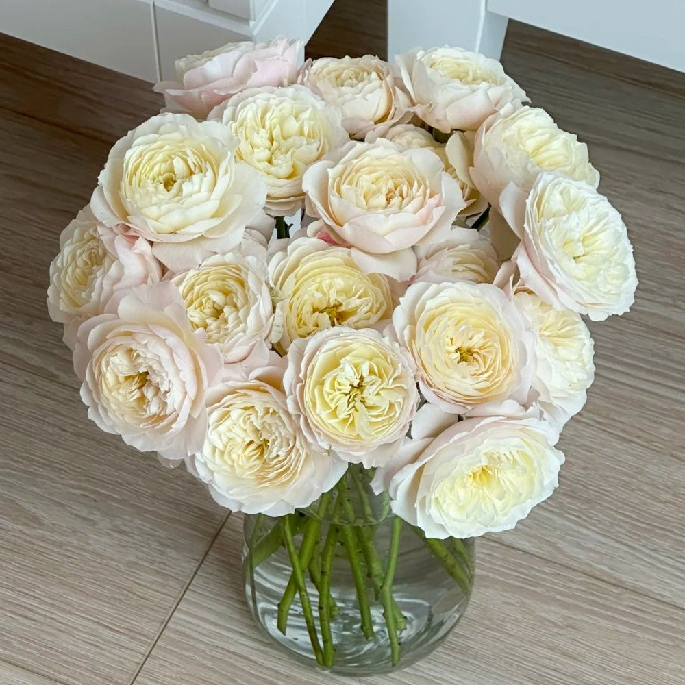 Jolie Fille Rose Plant|可爱少女 image 11