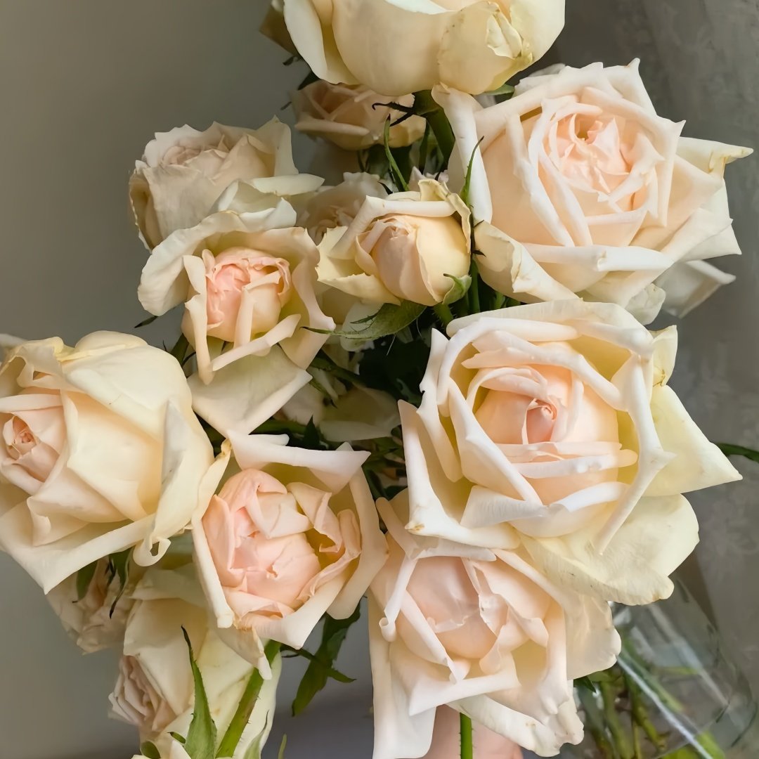 Kashou Rose Plant|华宵 image 7